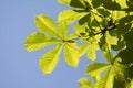 Buckeye or horse chestnut green leaves