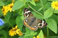 Buckeye butterfly or Junonia coenia Royalty Free Stock Photo