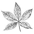 Buckeye Leaf vintage illustration
