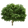 Buckeye Tree Isolated Royalty Free Stock Photo