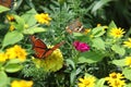 Buckeye and Viceroy butterflies