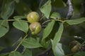 Buckeyes on the tree