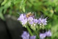 Buckfast honeybee sitting and gathering on flowers