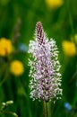 Buckhorn blooming on summer meadow Royalty Free Stock Photo