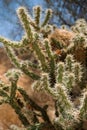 Buckhorn Cholla with Bird& x27;s Nest