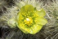 Buckhorn Cholla Cactus, Anza Borrego Desert, CA