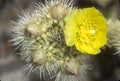 Buckhorn Cholla Cactus, Anza Borrego Desert, CA