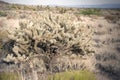 Buckhorn Cholla Cactus