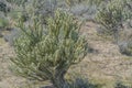 Buckhorn Cholla Cylindropuntia Acanthocarpa in the Sonoran Desert, Mohave County, Arizona USA Royalty Free Stock Photo