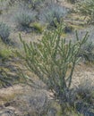 Buckhorn Cholla Cylindropuntia Acanthocarpa in the Sonoran Desert, Mohave County, Arizona USA Royalty Free Stock Photo