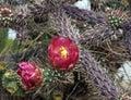 Buckhorn cholla in flower