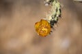 Buckhorn Cholla Flower Close-up Royalty Free Stock Photo