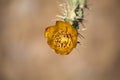 Buckhorn Cholla Flower Close-up Royalty Free Stock Photo