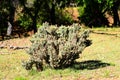 Buckhorn Cholla