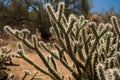 Buckhorn Cholla & x28;Cylindropuntia acanthocarpa& x29; Royalty Free Stock Photo