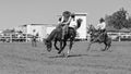 Bucking Bronco Horse At Country Rodeo