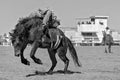 Bucking Bronco Horse At Country Rodeo