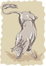 Bucking Bull Royalty Free Stock Photo