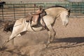 Bucking horse