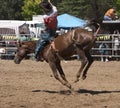 Bucking Horse