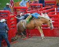 Bucking Horse with Cowboy Coming Out of Gate Royalty Free Stock Photo