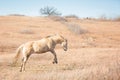 Bucking horse