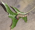 Buckmoth caterpillar crawling on an oak leaf. Royalty Free Stock Photo