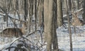 Bucks Bedded Down In Snow Blanketed Forest Royalty Free Stock Photo