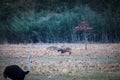 Bucks fighting with Ostrich watching