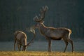 Bucks on a meadow
