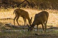 Bucks in Yosemite Royalty Free Stock Photo