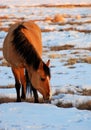 Buckskin Royalty Free Stock Photo