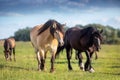 Buckskin and black percheron horse portrait Royalty Free Stock Photo