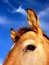 Buckskin Horse Royalty Free Stock Photo