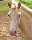 Buckskin Horse closeup Royalty Free Stock Photo