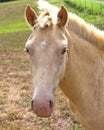 Buckskin Horse closeup