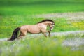 Buckskin horse free run