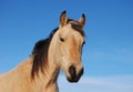 Buckskin Horse Portrait Royalty Free Stock Photo