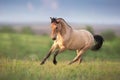 Buckskin Horse run Royalty Free Stock Photo