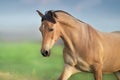 Buckskin Horse run Royalty Free Stock Photo