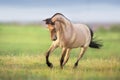 Horse gallop on spring green meadow Royalty Free Stock Photo