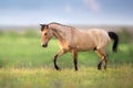 Horse trot on spring green meadow Royalty Free Stock Photo