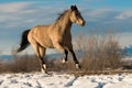 Buckskin Horse Winter Royalty Free Stock Photo