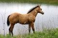 Buckskin Paint Colt at Pond Royalty Free Stock Photo