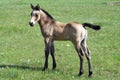 Buckskin quarter horse foal Royalty Free Stock Photo