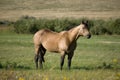 Buckskin quarter horse stallion Royalty Free Stock Photo