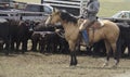 Buckskin Quarter horse western ranch working cattle