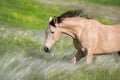 Buckskin stallion run fast in stipa Royalty Free Stock Photo