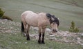 Buckskin stallion wild horse of spanish descent whinnying in the western Rocky Mountains of the USA Royalty Free Stock Photo