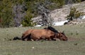 Buckskin wild horse stallion rolling in the dirt in the western USA Royalty Free Stock Photo